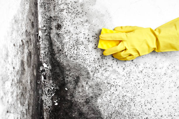 Best Mold Cleaning Services  in Rice, TX