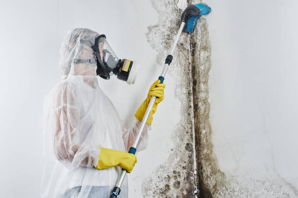 Mold Removal Process in Rice, TX