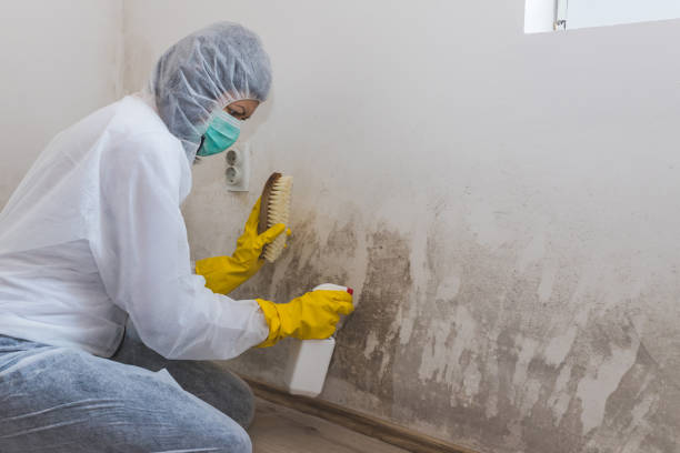 Best Mold Removal Company Near Me  in Rice, TX