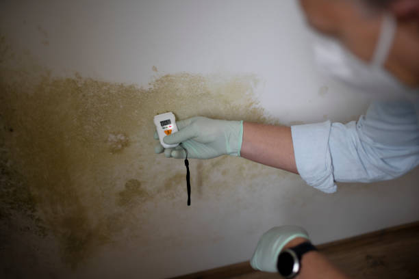 Best Emergency Mold Removal  in Rice, TX