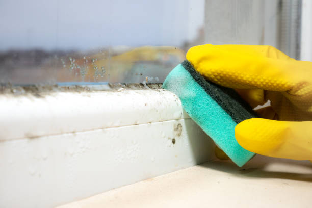 Best Mold Remediation  in Rice, TX