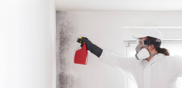 Best Fast Mold Removal  in Rice, TX