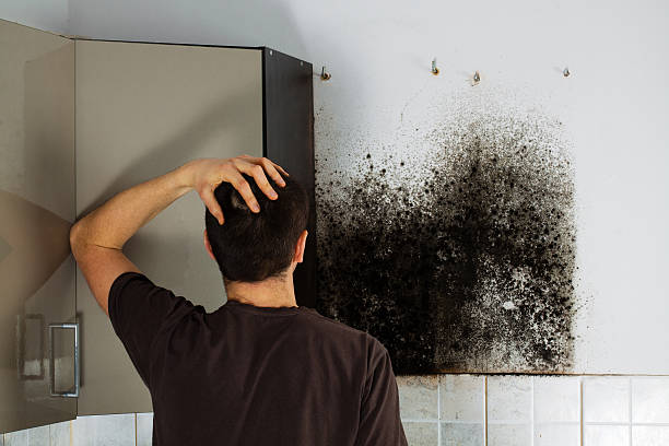 Best Certified Mold Removal  in Rice, TX